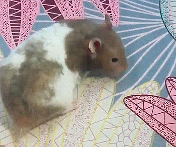 仓鼠牙齿一长一短要不要剪,仓鼠牙齿太长的一个视频