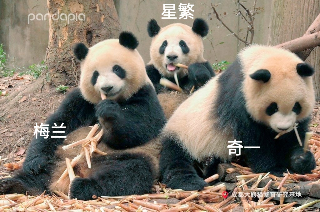 做塑料姐妹,真正的塑料姐妹是什么样的