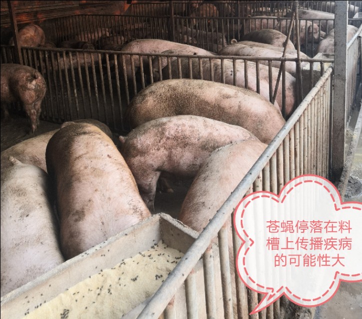 猪养不肥怎么办,猪养殖存在的问题及对策