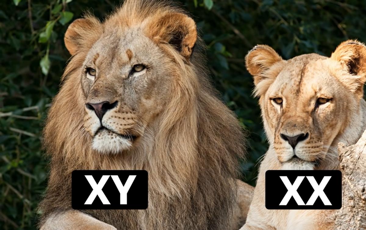 y染色体500万年后消失了吗,男性y染色体正在消失