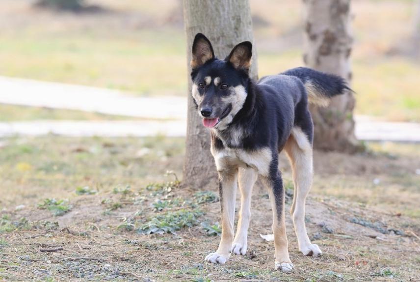 老祖宗直言：有这几个特征的狗，才是旺财旺家的狗