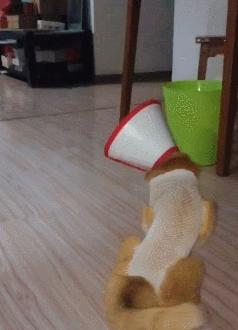 猫狗必备的药,收藏必备药品