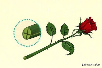 手工玫瑰怎么制作,玫瑰花手工制作白玫瑰