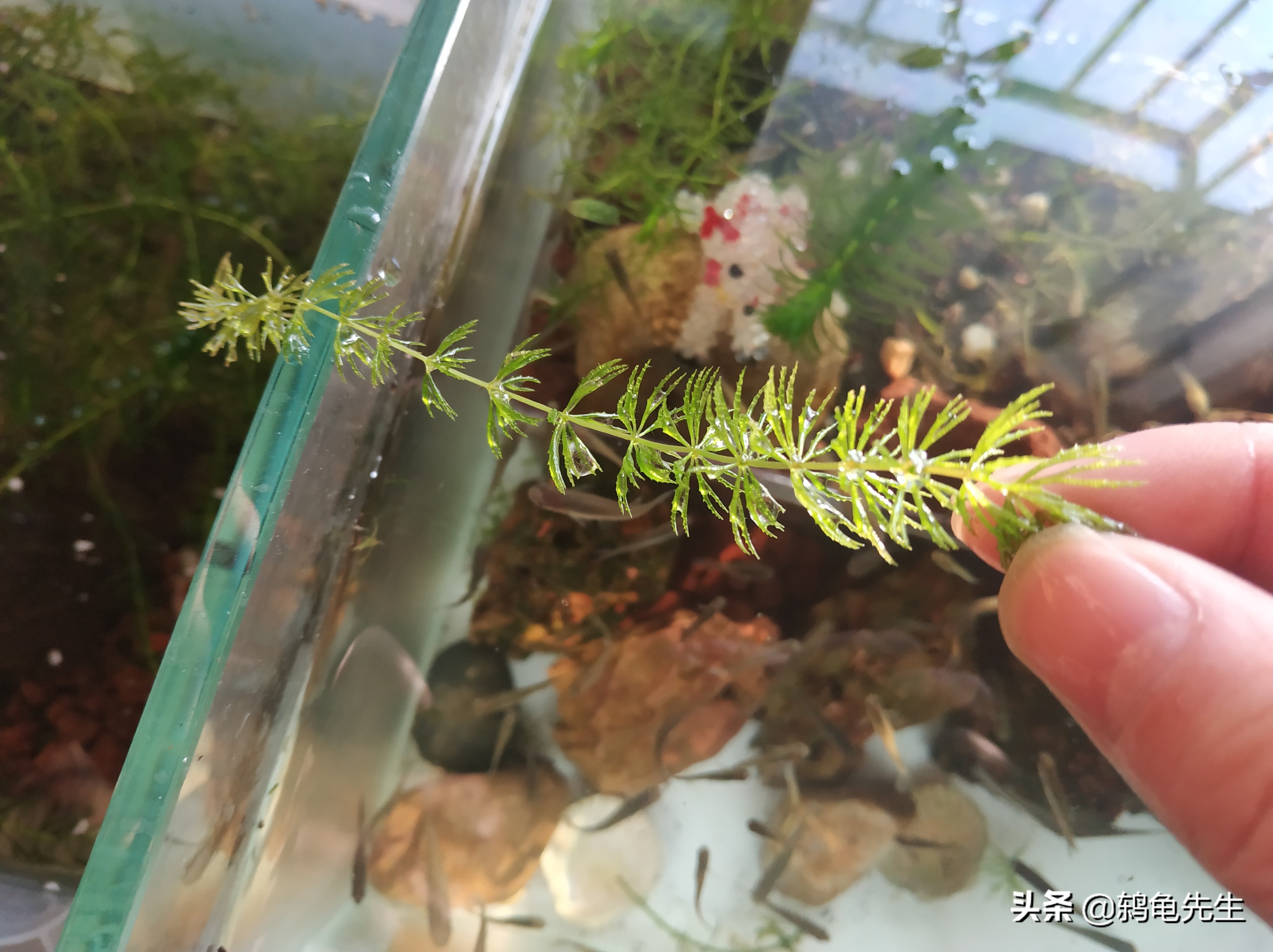 养水先养草,鱼缸里养水草好处多多,小鱼儿告诉您应该如何养水草