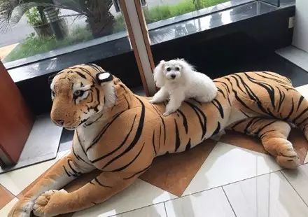 狗狗脚抽筋走路一瘸一拐,狗狗脚抽筋