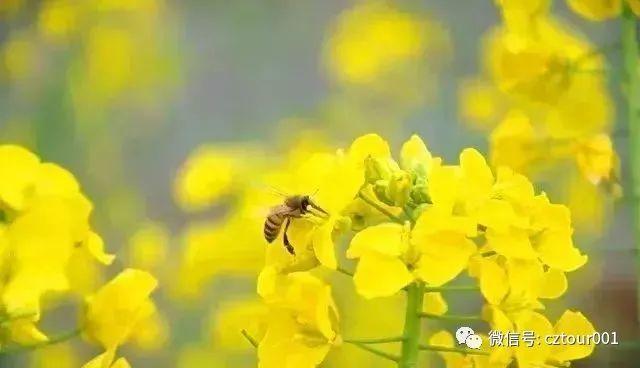 常州周末适合去哪里踏青,清明农庄亲子游攻略