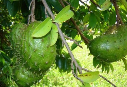 刺果番荔枝花和果图片,刺果番荔枝叶子