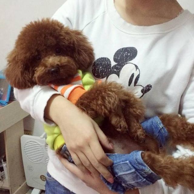 泰迪最温馨的窝,泰迪喜欢在地上捡东西吃怎么办