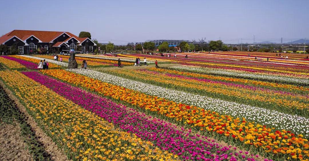最美的花送给大家共赏,最美的花送给大家观赏