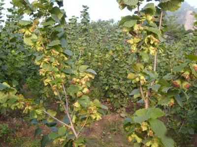 榛子是个什么干果,榛子是优质坚果吗