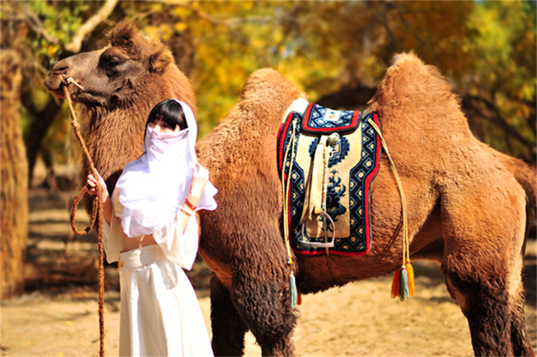 大象为什么不被其他动物吃掉,为什么食肉动物不吃大象