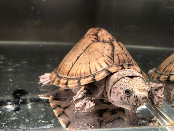 龟消除水肿的最快方法,石金钱龟水肿怎么办