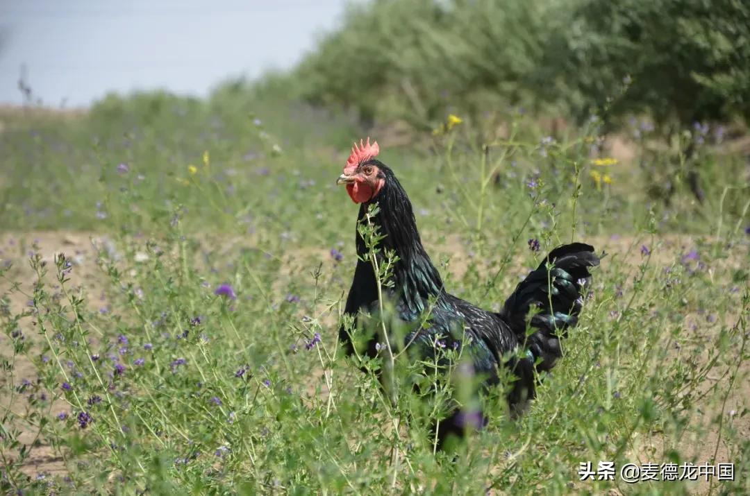 美厨课堂土豆丝,尼雅黑鸡活鸡乌鲁木齐哪里售卖
