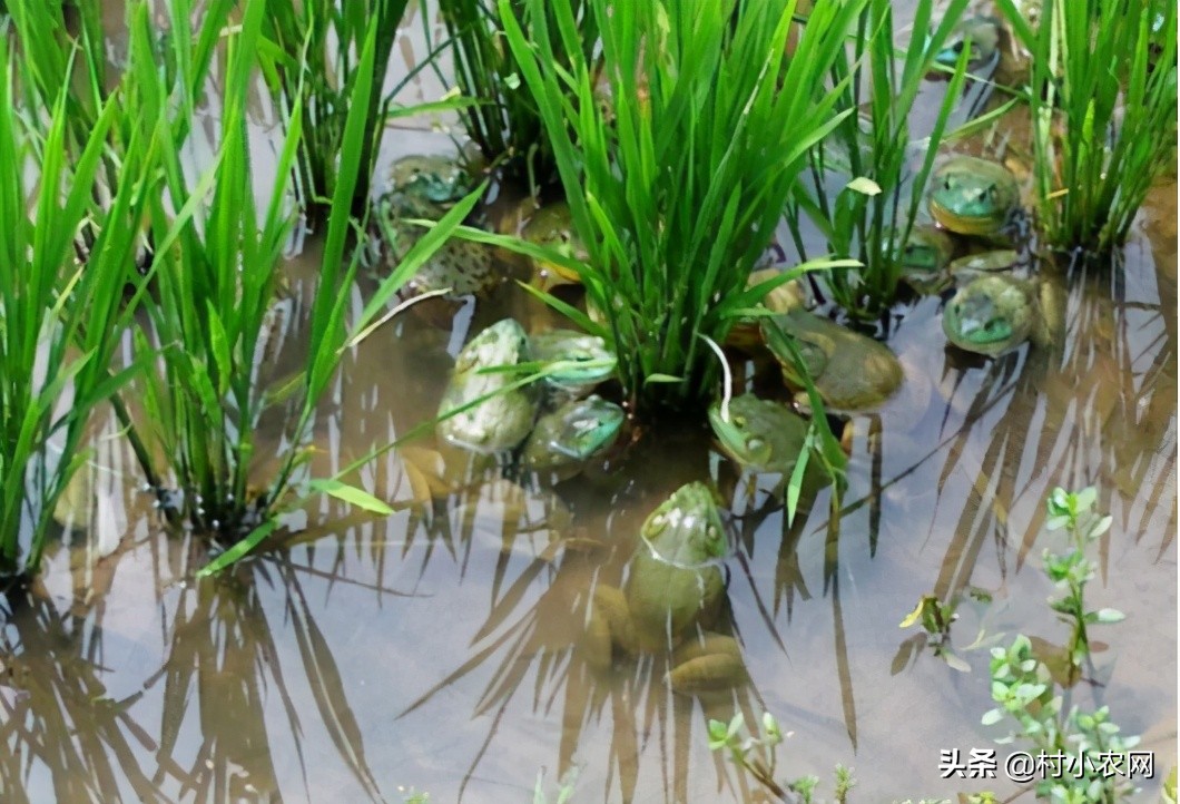 返乡创业养殖黑山羊经历,适合农村创业养殖的6个项目