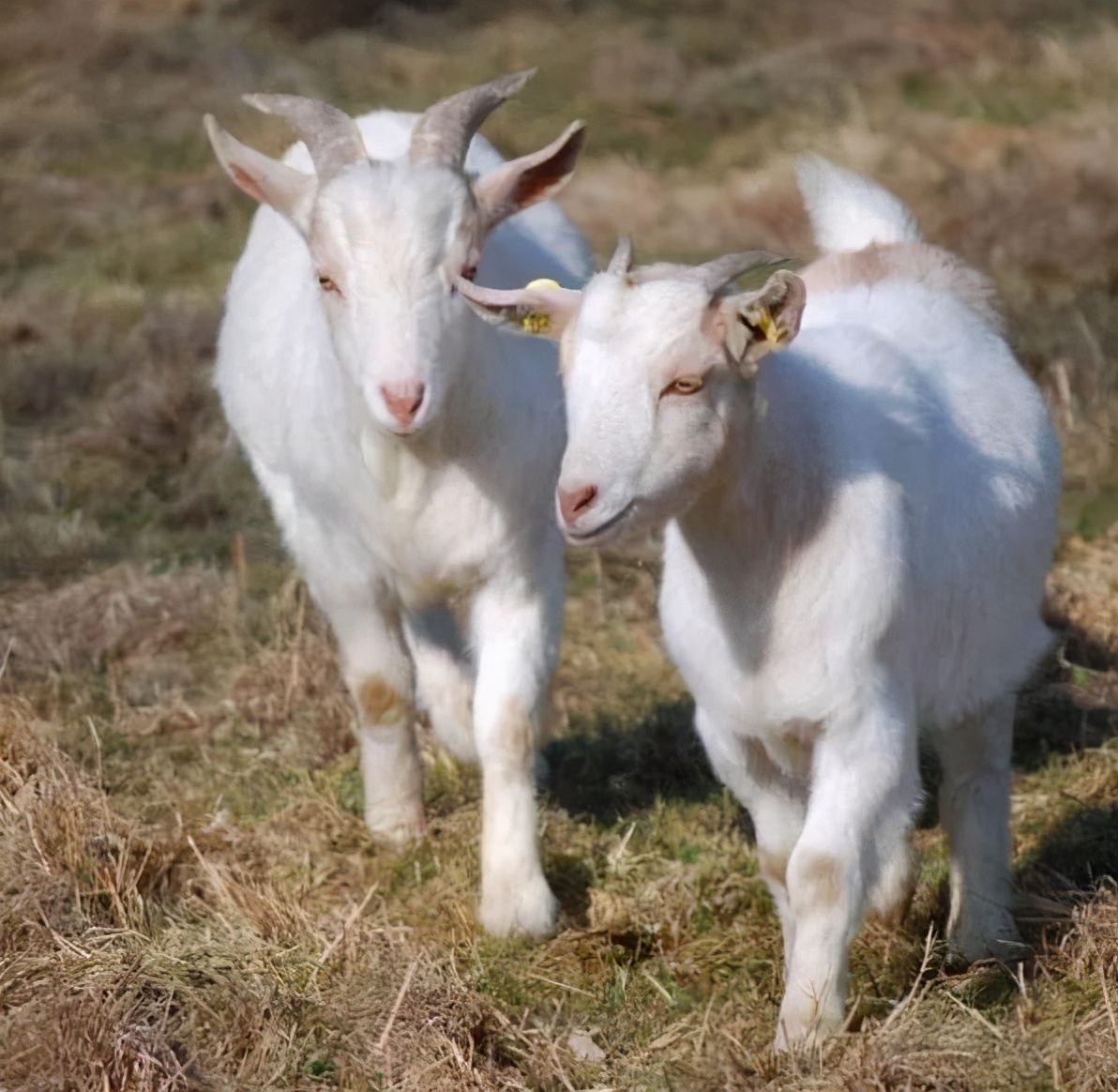 小羊出生急救法,初生小羊三种常见情况的急救措施