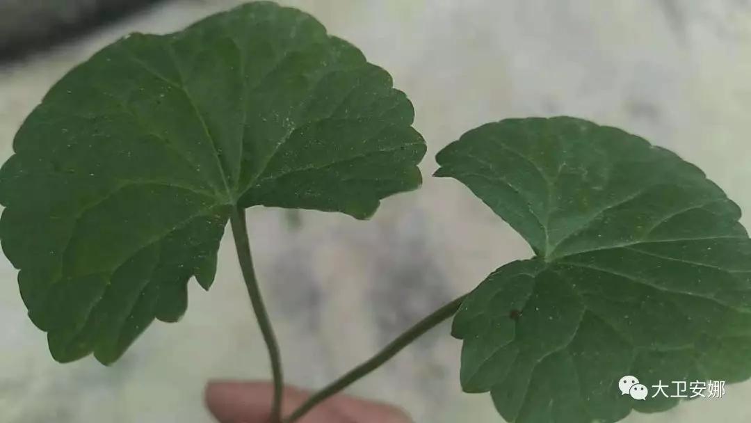 忆苦思甜兄妹四人电视剧,忆苦思甜回忆录全集