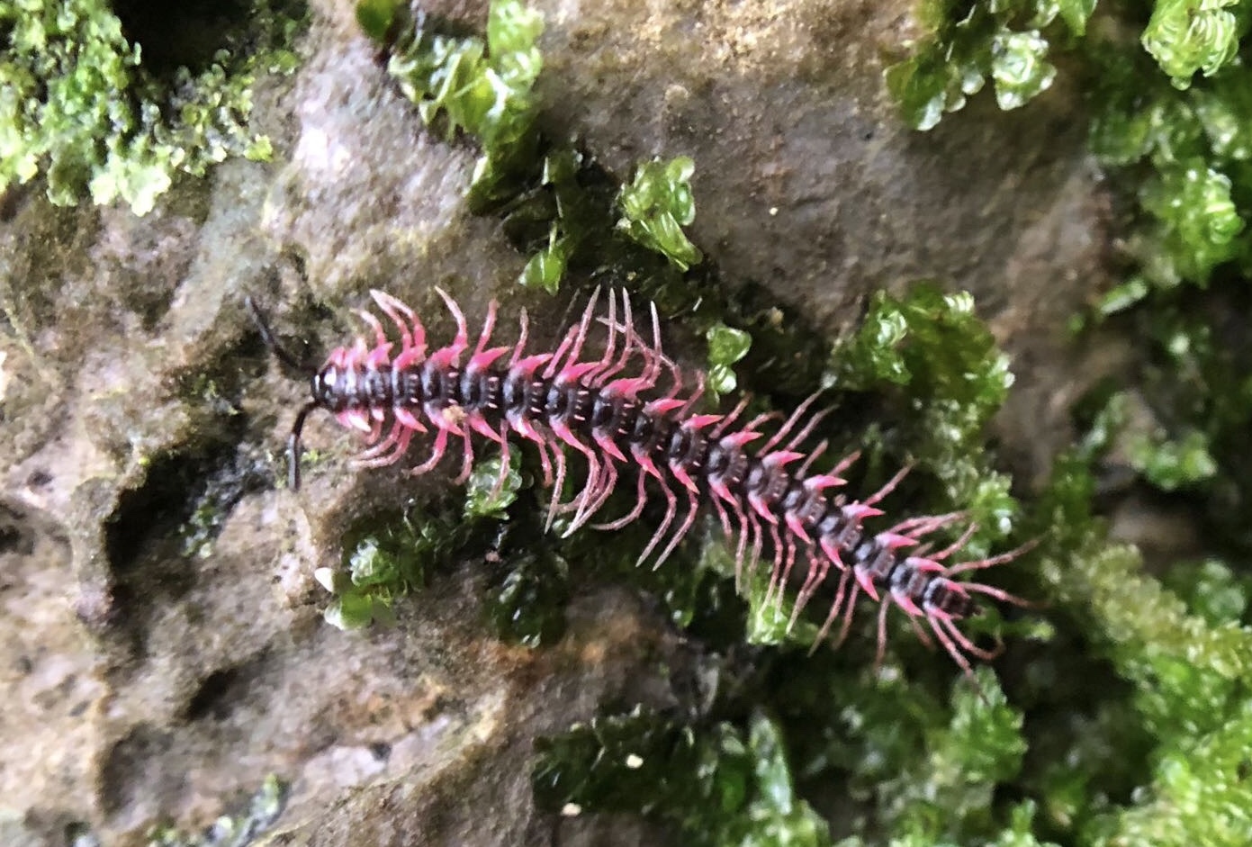 蚰蜒俗称钱串子千足虫,百足虫钱串子是蚰蜒吗