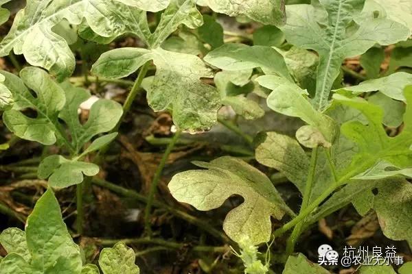 新版西瓜病虫害解决方案,2020西瓜病害视频