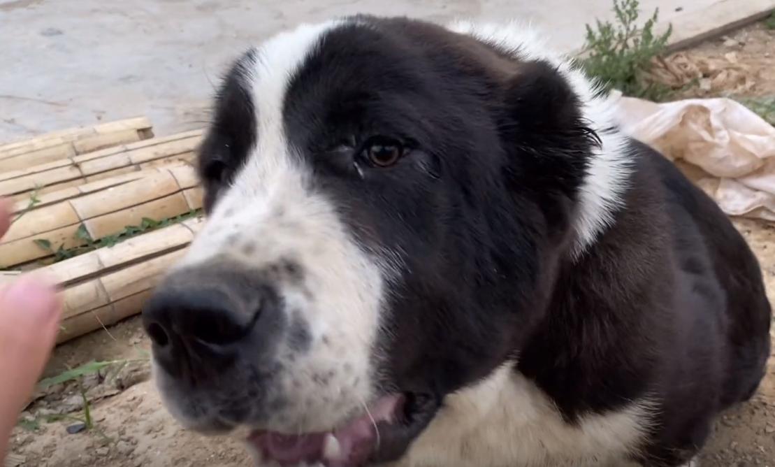 山东：一只受伤的中亚牧羊犬五万都不卖？大哥：这种血统只剩它了