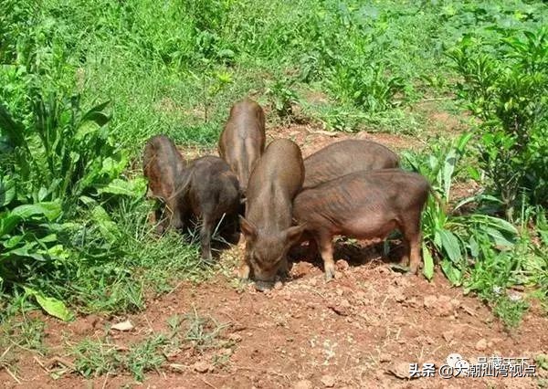 关于野猪的俗语,野猪的俗语