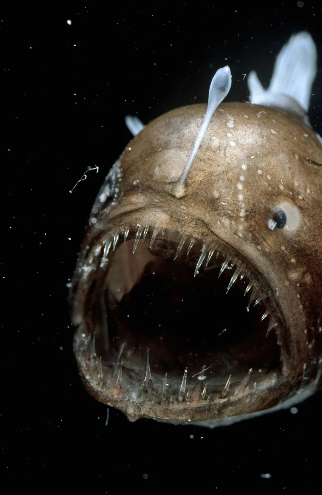 315曝光打假视频是真的吗,315曝光的动物