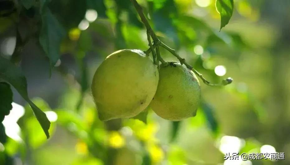 柠檬树常见病虫及治疗,柠檬树叶子的病虫害防治