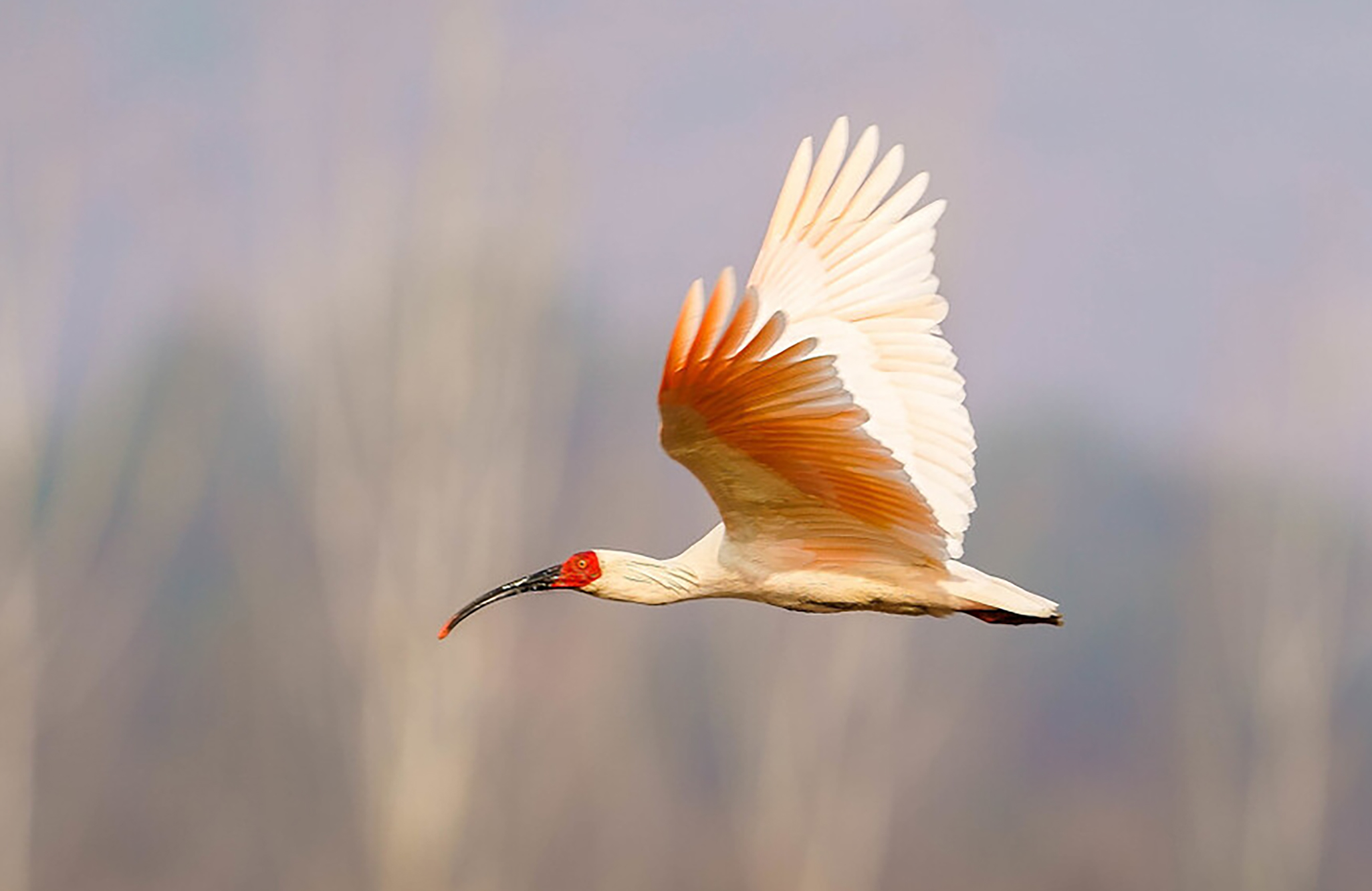 广东常见鸟类图谱图文,广东常见鸟类图谱