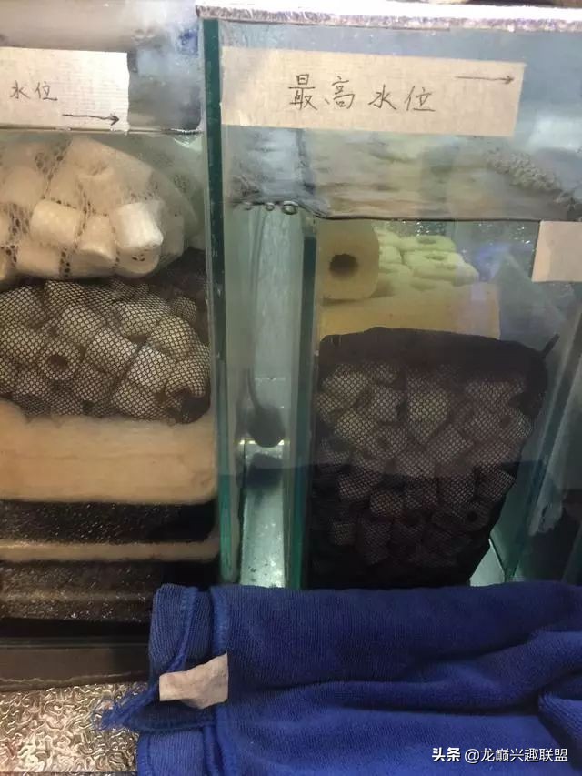 垃圾桶旁边的四方鱼缸，捡回去养了一缸金鱼，别说还挺不错