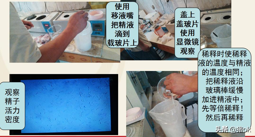 种公猪怎样养精子成活高,怎样提高种公猪的精子