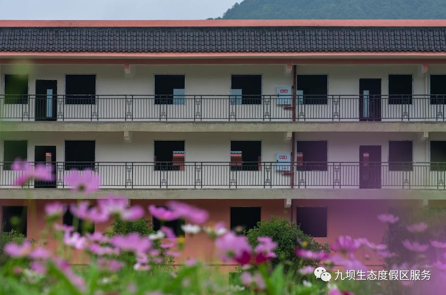 格桑花海古风视频,九坝格桑花图片