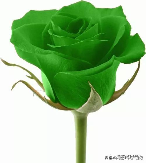 玫瑰花从1到99朵的花语是什么,1到19朵玫瑰花语是什么