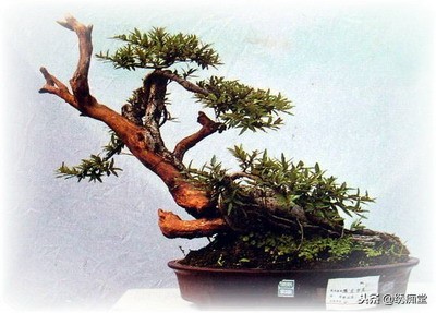 丛林式盆景欣赏,盆景欣赏及制作