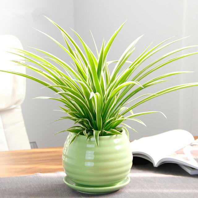 吊兰枯萎变黄需要剪掉吗,吊兰被冻蔫后怎么救活