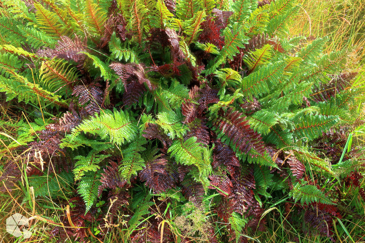 新西兰南岛一日游,新西兰南岛旅游地图