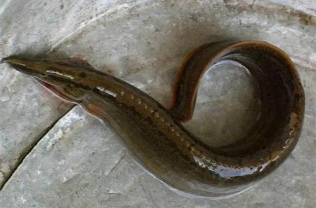 青鱼草鱼鲢鱼鳙鱼被称为四大家鱼,草鱼青鱼鲫鱼三种鱼外表怎么区分