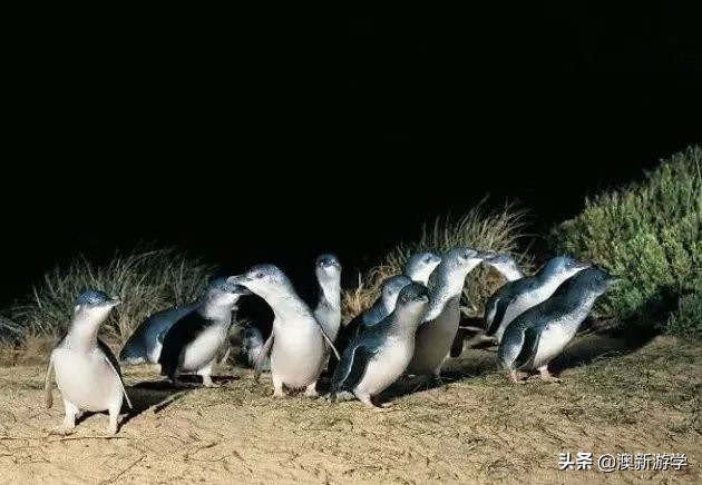 如何不花一分钱活一个月,在墨尔本生活怎样省钱