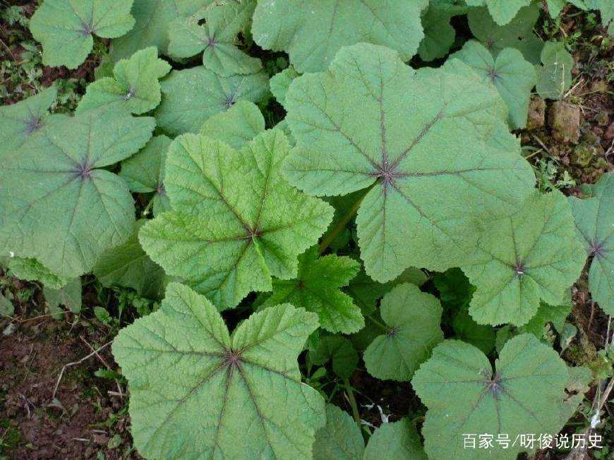 105种野草图片大全,105种野草的图片功效与作用