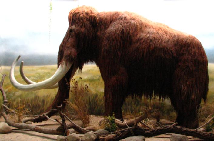 人类可能通过科技复活猛犸象吗,猛犸象意外复活将科学家们消灭