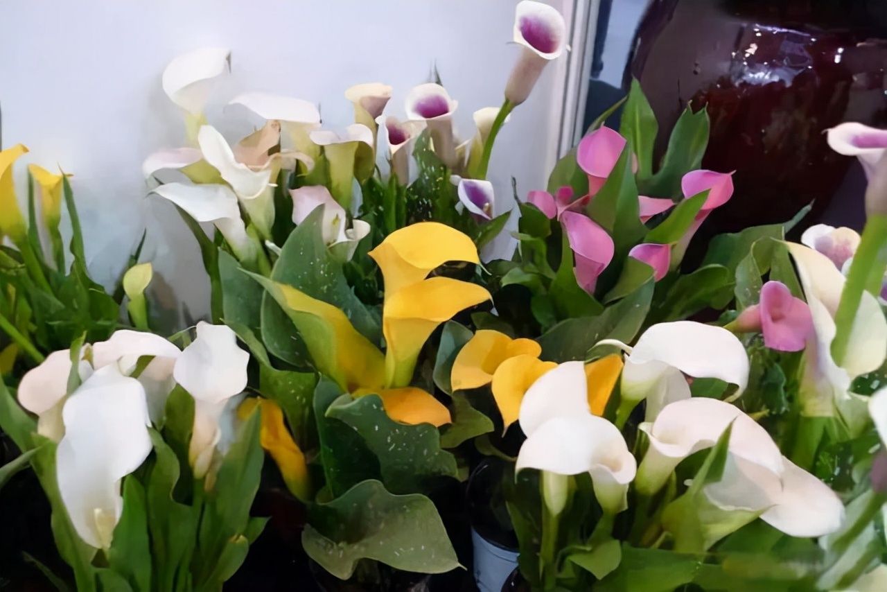 适合四季养殖的水培植物,冬天干旱种什么最好养