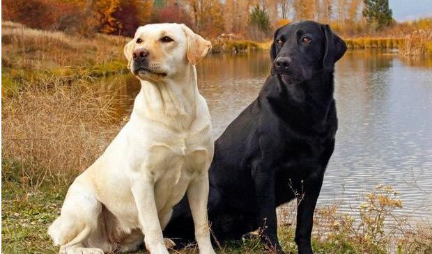 拉布拉多自带“毒气”，臭不可闻，解决方法在此！