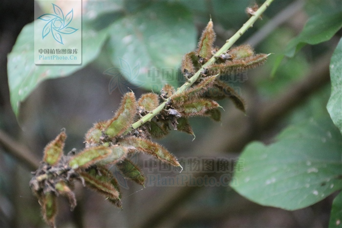 藁本神农本草经,神农本草经葛根原文