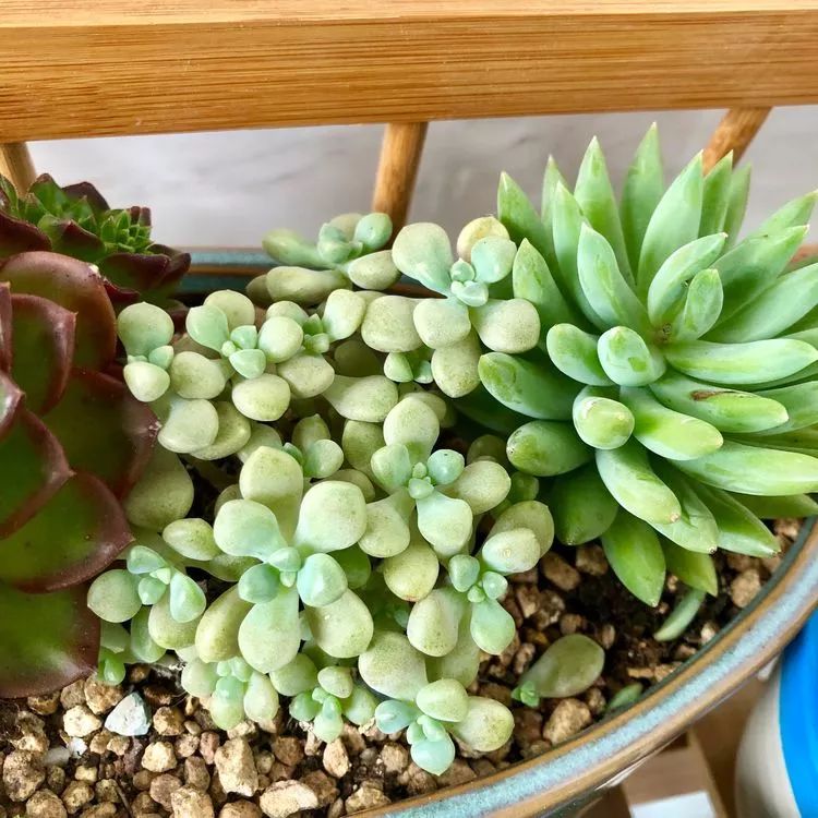 新手小白入坑多肉必看攻略,多肉新手入坑必备指南