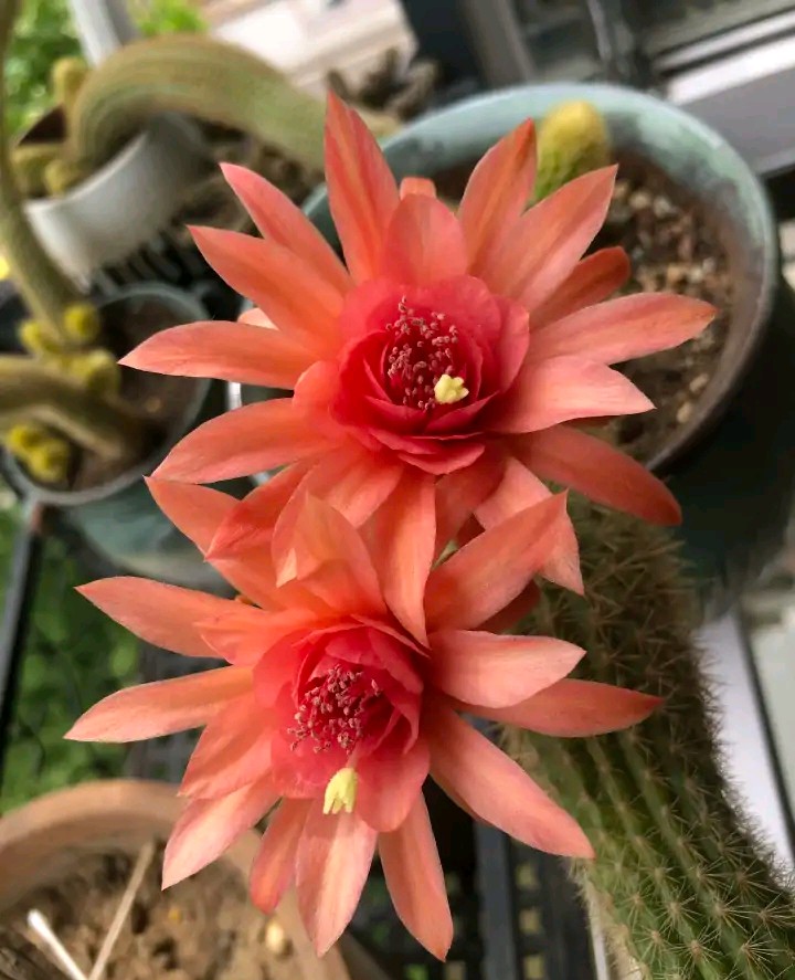 148个仙人球品种大全,100个仙人球品种