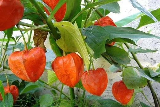 80后90后农村儿时零食野果,在海南儿时吃的野果还记得几种