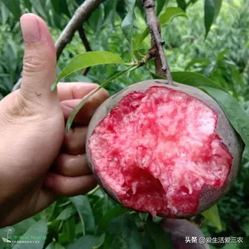 中华黑桃王种植技术,黑桃效益