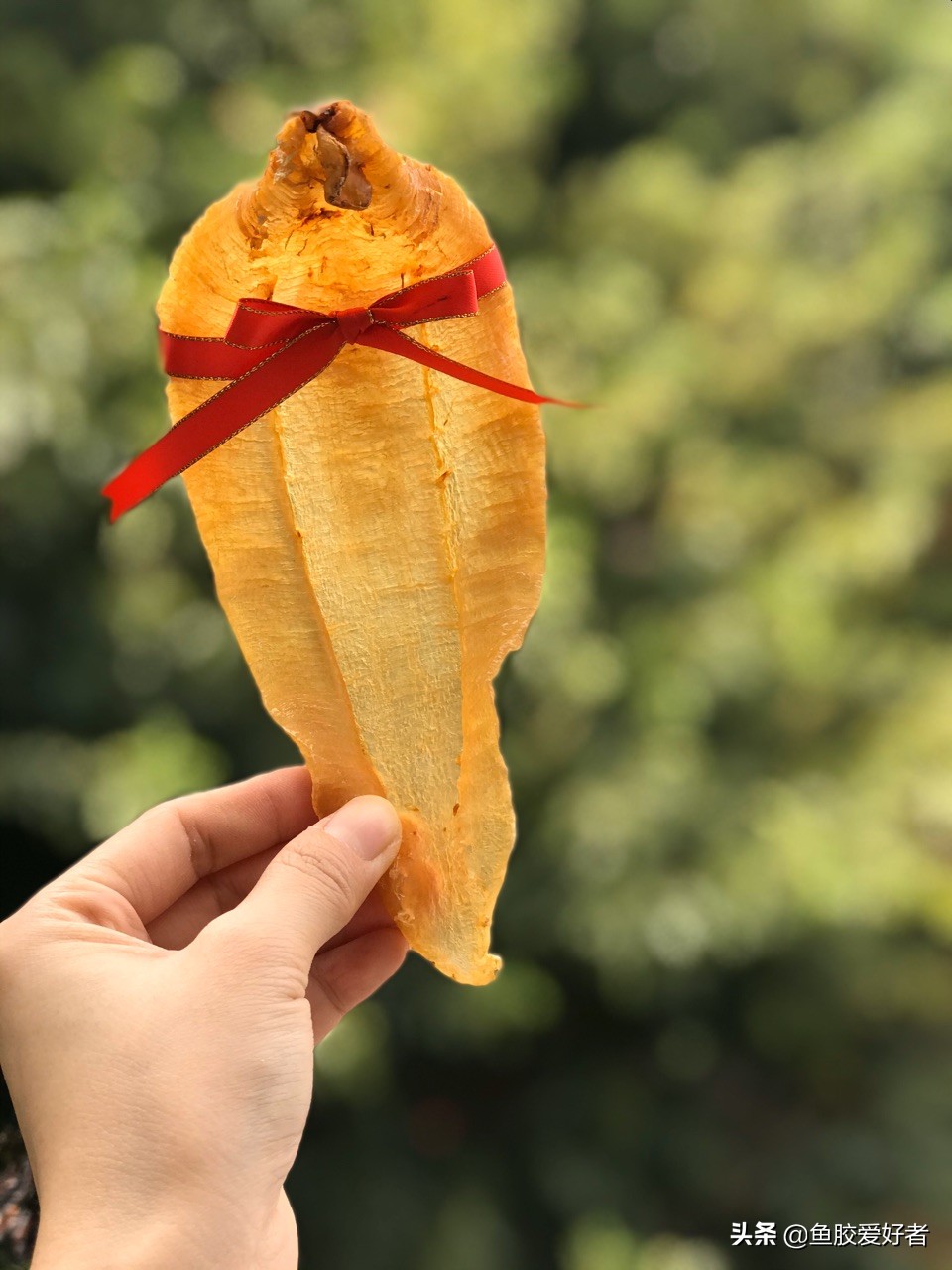 土鳘赤嘴鱼胶怎么样,滋补赤嘴公胶