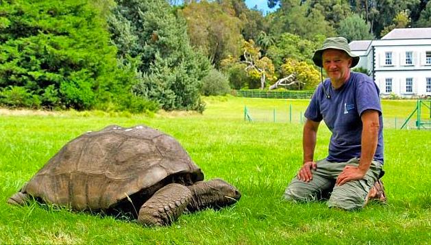 从清代活到现代的乌龟,被遗弃的乌龟完整视频