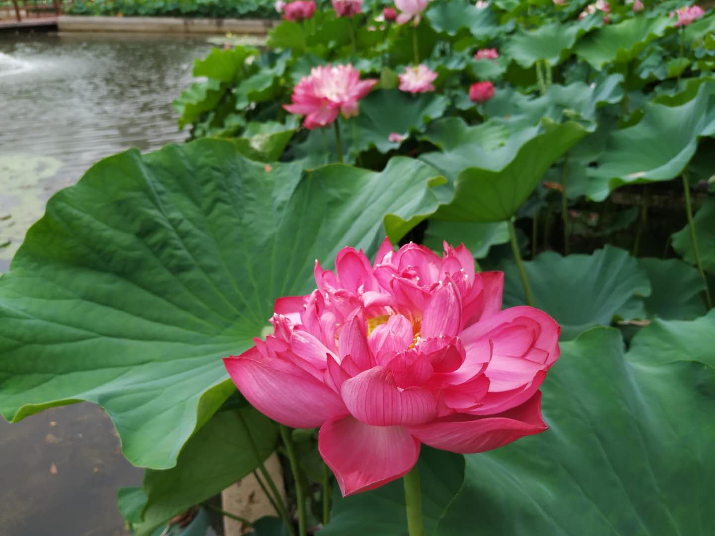 微山湖红荷湿地景区与微山岛,微山湖和红荷湿地是一个地方吗