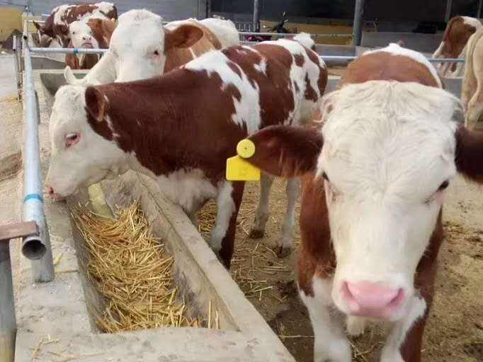 小牛肺炎有什么特效药,小牛肺炎的治疗方法