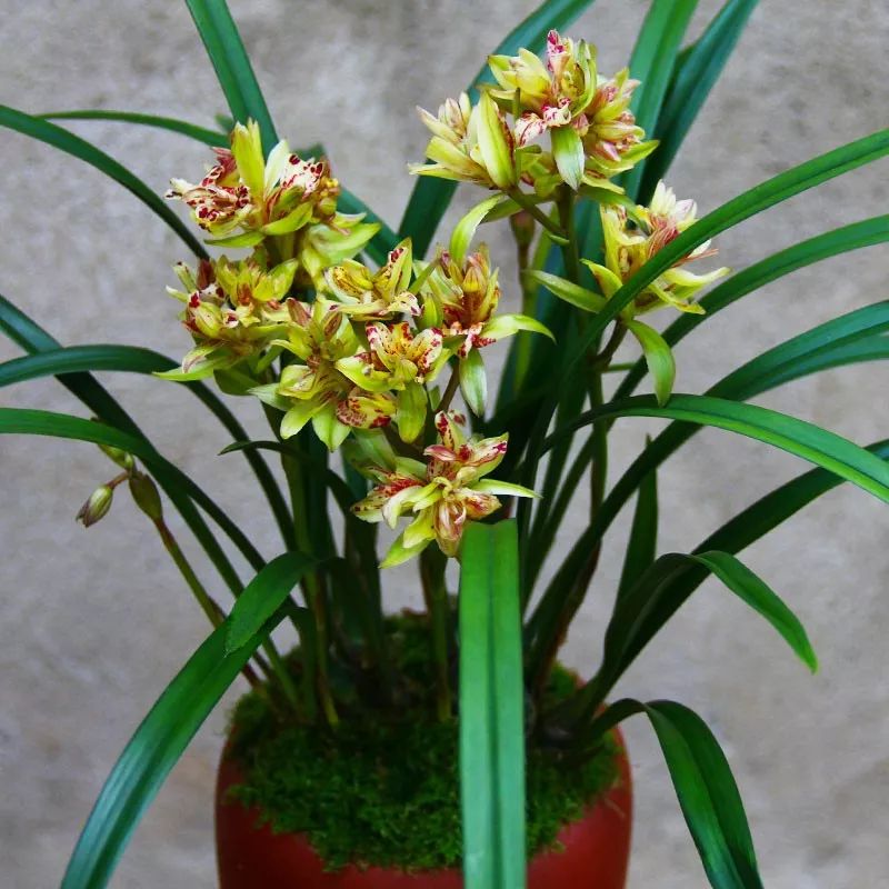 哪种兰花最好养四季开花又很香,春节养什么兰花最香好看